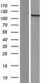CEP120 Protein - Western validation with an anti-DDK antibody * L: Control HEK293 lysate R: Over-expression lysate