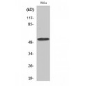 CEP55 Antibody - Western blot of CEP55 antibody
