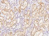 CEP68 Antibody - Immunochemical staining of human CEP68 in human kidney with rabbit polyclonal antibody at 1:100 dilution, formalin-fixed paraffin embedded sections.