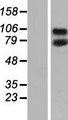 CEP95 / CCDC45 Protein - Western validation with an anti-DDK antibody * L: Control HEK293 lysate R: Over-expression lysate