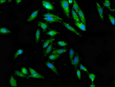 CEP97 Antibody - Immunofluorescence staining of Hela cells at a dilution of 1:100, counter-stained with DAPI. The cells were fixed in 4% formaldehyde, permeabilized using 0.2% Triton X-100 and blocked in 10% normal Goat Serum. The cells were then incubated with the antibody overnight at 4 °C.The secondary antibody was Alexa Fluor 488-congugated AffiniPure Goat Anti-Rabbit IgG (H+L) .