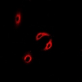 CETN2 / Centrin 2 Antibody - Immunofluorescent analysis of Centrin-2 staining in MCF7 cells. Formalin-fixed cells were permeabilized with 0.1% Triton X-100 in TBS for 5-10 minutes and blocked with 3% BSA-PBS for 30 minutes at room temperature. Cells were probed with the primary antibody in 3% BSA-PBS and incubated overnight at 4 deg C in a humidified chamber. Cells were washed with PBST and incubated with a DyLight 594-conjugated secondary antibody (red) in PBS at room temperature in the dark.