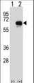 CETP Antibody - Western blot of CETP (arrow) using rabbit polyclonal CETP Antibody. 293 cell lysates (2 ug/lane) either nontransfected (Lane 1) or transiently transfected (Lane 2) with the CETP gene.