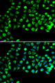 CFAP20 / GTL3 Antibody - Immunofluorescence analysis of A549 cells.