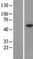 CFAP53 / CCDC11 Protein - Western validation with an anti-DDK antibody * L: Control HEK293 lysate R: Over-expression lysate