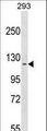 CFAP58 / CCDC147 Antibody - CCDC147 Antibody western blot of 293 cell line lysates (35 ug/lane). The CCDC147 Antibody detected the CCDC147 protein (arrow).