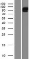CFAP74 / KIAA1751 Protein - Western validation with an anti-DDK antibody * L: Control HEK293 lysate R: Over-expression lysate