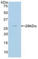 CFH / Complement Factor H Antibody - Western Blot; Sample: Recombinant CFH, Rat.