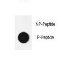 CFL1 / Cofilin Antibody - Dot blot of anti-Phospho-Cofilin (Ser3) antibody Phospho-specific antibody on nitrocellulose membrane. 50ng of Phospho-peptide or Non Phospho-peptide per dot were adsorbed. Antibody working concentrations are 0.6ug per ml.