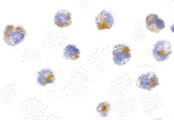 CFLAR / FLIP Antibody - Immunocytochemistry of FLIP in 3T3 cells with FLIP antibody at 5 ug/ml.