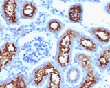CFTR Antibody -  This image was taken for the unmodified form of this product. Other forms have not been tested.