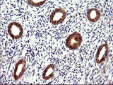 CHAC1 / MGC4504 Antibody - IHC of paraffin-embedded Human endometrium tissue using anti-CHAC1 mouse monoclonal antibody. (Heat-induced epitope retrieval by 10mM citric buffer, pH6.0, 120°C for 3min).