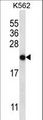 CHAC2 Antibody - CHAC2 Antibody western blot of K562 cell line lysates (35 ug/lane). The CHAC2 antibody detected the CHAC2 protein (arrow).