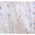 CHADL Antibody - Immunohistochemistry of CHADL in mouse skeletal muscle tissue with CHADL antibody at 5 µg/mL.