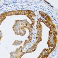 CHAF1B / CAF1 Antibody - Immunohistochemistry of paraffin-embedded rat fallopian tube tissue.
