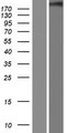 CHD5 Protein - Western validation with an anti-DDK antibody * L: Control HEK293 lysate R: Over-expression lysate