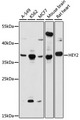 CHF1 / HEY2 Antibody - Western blot analysis of extracts of various cell lines, using HEY2 antibody at 1:1000 dilution. The secondary antibody used was an HRP Goat Anti-Rabbit IgG (H+L) at 1:10000 dilution. Lysates were loaded 25ug per lane and 3% nonfat dry milk in TBST was used for blocking. An ECL Kit was used for detection and the exposure time was 60s.