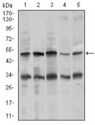 CHGA / Chromogranin A Antibody - Western blot using CHGA mouse monoclonal antibody against MOLT4 (1), SK-N-SH (2), HepG2 (3), PC-12 (4), and C6 (5) cell lysate.