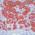 CHGA / Chromogranin A Antibody - Formalin-fixed, paraffin-embedded rat pancreas stained with peroxidase-conjugate and AEC chromogen. Note cytoplasmic staining of islet cells.  This image was taken for the unmodified form of this product. Other forms have not been tested.