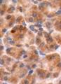 CHGB / Chromogranin B Antibody - CgB detected in human pancreas