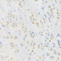 CHIC2 Antibody - Immunohistochemistry of paraffin-embedded mouse brain tissue.