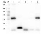 Rat IgG Antibody - Western Blot of Anti-Rat IgG (H&L) (CHICKEN) Antibody  Lane M: 3 µl Molecular Ladder. Lane 1: Rat IgG whole molecule  Lane 2: Rat IgG F(c) Fragment  Lane 3: Rat IgG Fab Fragment  Lane 4: Rat IgM Whole Molecule  Lane 5: Rat Serum  All samples were reduced. Load: 50 ng per lane.