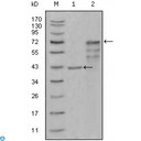CHIT1 / Chitotriosidase Antibody - Western Blot (WB) analysis using Chitotriosidase Monoclonal Antibody against truncated Trx-CHIT1 recombinant protein (1) and truncated CHIT1 (aa22-466)-hIgGFc transfected CHO-K1 cell lysate (2).
