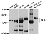CHL1 Antibody - Western blot analysis of extracts of various cells.