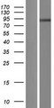 CHPF2 / CSGLCAT Protein - Western validation with an anti-DDK antibody * L: Control HEK293 lysate R: Over-expression lysate