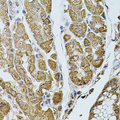 CHRFAM7A Antibody - Immunohistochemistry of paraffin-embedded human stomach tissue.