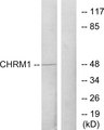 CHRM1 / M1 Antibody - Western blot analysis of lysates from HepG2 cells, using CHRM1 Antibody. The lane on the right is blocked with the synthesized peptide.