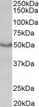 CHRM1 / M1 Antibody - Goat Anti-M1 mAChR / CHRM1 Antibody (0.3µg/ml) staining of Mouse Heart lysate (35µg protein in RIPA buffer). Primary incubation was 1 hour. Detected by chemiluminescencence.