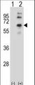 CHRM2 / M2 Antibody - Western blot of CHRM2 (arrow) using rabbit polyclonal CHRM2 Antibody. 293 cell lysates (2 ug/lane) either nontransfected (Lane 1) or transiently transfected (Lane 2) with the CHRM2 gene.