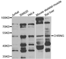 CHRNG Antibody - Western blot analysis of extracts of various cells.