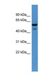 CHST11 Antibody - CHST11 antibody Western blot of Rat Kidney lysate. This image was taken for the unconjugated form of this product. Other forms have not been tested.