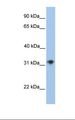 CHST13 Antibody - 721_B cell lysate. Antibody concentration: 1.0 ug/ml. Gel concentration: 12%.  This image was taken for the unconjugated form of this product. Other forms have not been tested.