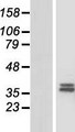 CHST13 Protein - Western validation with an anti-DDK antibody * L: Control HEK293 lysate R: Over-expression lysate