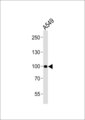 CHSY3 / CSS3 Antibody - Western blot of lysate from A549 cell line, using CHSY3 antibody diluted at 1:1000. A goat anti-rabbit IgG H&L (HRP) at 1:10000 dilution was used as the secondary antibody. Lysate at 20 ug.