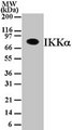 CHUK / IKKA / IKK Alpha Antibody - Western blot of 30 ug of total cell lysate from Daudi cells with antibody at 1 ug/ml dilution.