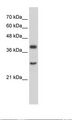 CIAO1 Antibody - Jurkat Cell Lysate.  This image was taken for the unconjugated form of this product. Other forms have not been tested.