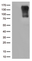 CIITA Antibody - HEK293T cells were transfected with the pCMV6-ENTRY control. (Left lane) or pCMV6-ENTRY CIITA. (Right lane) cDNA for 48 hrs and lysed