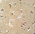 CILP2 Antibody - CILP2 antibody immunohistochemistry of formalin-fixed and paraffin-embedded human brain tissue followed by peroxidase-conjugated secondary antibody and DAB staining.