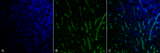 Citrulline Antibody - Immunohistochemistry analysis using Mouse Anti-Citrulline Monoclonal Antibody, Clone 6C2.1. Tissue: Colon tissue. Species: Mouse. Fixation: Formalin fixed, paraffin embedded. Primary Antibody: Mouse Anti-Citrulline Monoclonal Antibody  at 1:25 for 1 hour at RT. Secondary Antibody: Goat Anti-Mouse IgG: Alexa Fluor 488. Counterstain: DAPI (blue) nuclear stain. Magnification: 63X. (A) DAPI (blue) nuclear stain. (B) Citrulline Antibody (C) Composite.