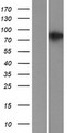 CKAP2L Protein - Western validation with an anti-DDK antibody * L: Control HEK293 lysate R: Over-expression lysate