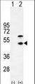 CKM / Creatine Kinase MM Antibody - Western blot of CKM (arrow) using rabbit polyclonal CKM-T6. 293 cell lysates (2 ug/lane) either nontransfected (Lane 1) or transiently transfected (Lane 2) with the CKM gene.