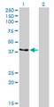 CKMT1B Antibody - Western Blot analysis of CKMT1B expression in transfected 293T cell line by CKMT1B monoclonal antibody (M04), clone 2C8.Lane 1: CKMT1B transfected lysate(47 KDa).Lane 2: Non-transfected lysate.