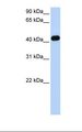 CKMT2 Antibody - Fetal heart lysate. Antibody concentration: 1.0 ug/ml. Gel concentration: 12%.  This image was taken for the unconjugated form of this product. Other forms have not been tested.