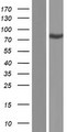 CLASRP Protein - Western validation with an anti-DDK antibody * L: Control HEK293 lysate R: Over-expression lysate