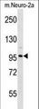 CLCN2 Antibody - CLCN2 Antibody western blot of mouse Neuro-2a cell line lysates (35 ug/lane). The CLCN2 antibody detected the CLCN2 protein (arrow).