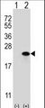 CLDN1 / Claudin 1 Antibody - Western blot of CLDN1 (arrow) using rabbit polyclonal CLDN1 Antibody (Loop2). 293 cell lysates (2 ug/lane) either nontransfected (Lane 1) or transiently transfected (Lane 2) with the CLDN1 gene.